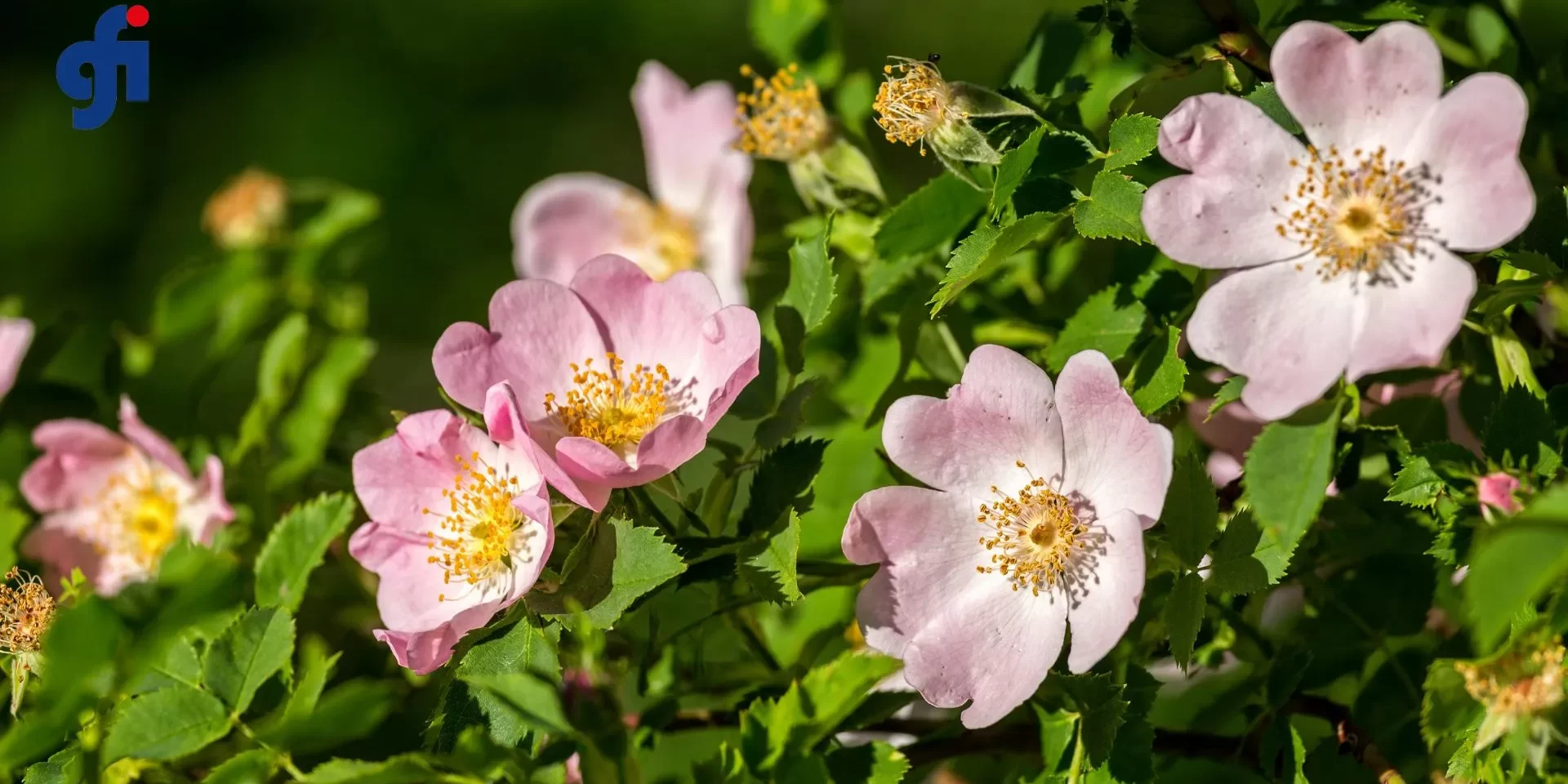 Rosa canina benefici