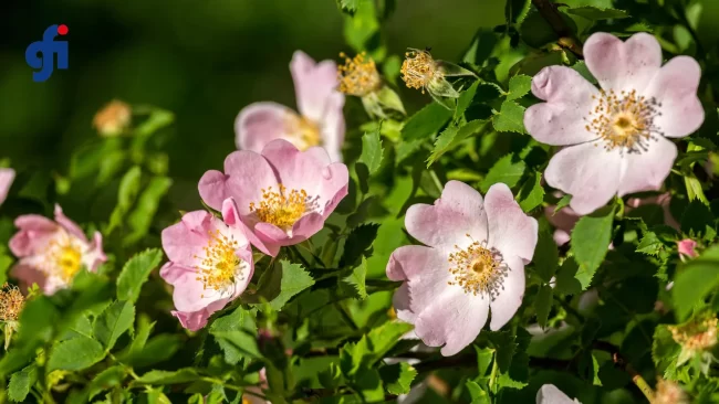 Rosa canina benefici