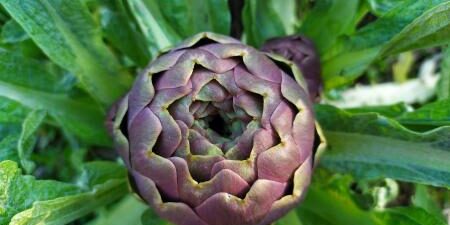 Profilo lipidico: benefici dal carciofo