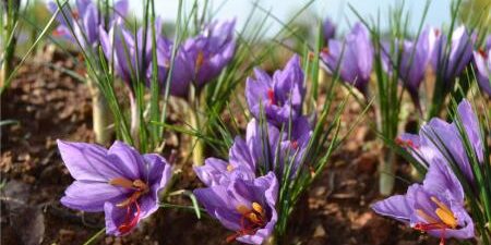 Zafferano: benefici sulla pressione sanguigna Zafferano: benefici sulla pressione sanguigna
