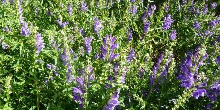 Scutellaria Baicalensis e diabete tipo 2 - un rimedio naturale?