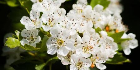 Effetto antitumorale in vitro dell'estratto di biancospino