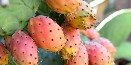 Estratto del fico d&rsquo;india come ingrediente funzionale per la gestione dell'iperglicemia