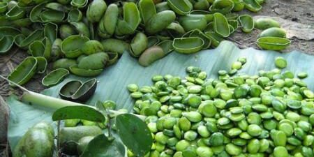 Cambiamento di status degli estratti da semi di 'Griffonia simplicifolia' e '5-idrossitriptofano' (5-HTP) nel novel food catalogue