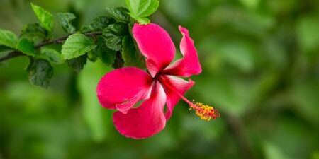 Efficacia dell&rsquo;ibisco nei pazienti con ipertensione da lieve a moderata