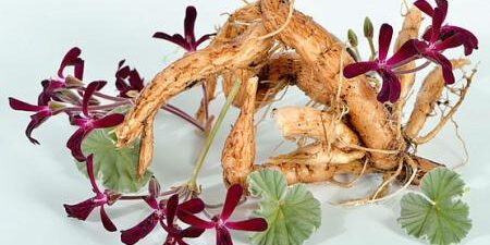 Il caso del Pelargonium sidoides DC: Conclusa la consultazione europea