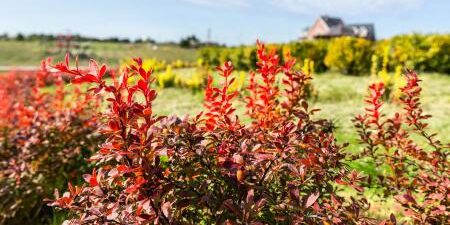 Efficacia della berberina nel trattamento della sindrome dell'ovaio policistico