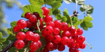 Mirtilli rossi: effetti positivi su memoria e colesterolo