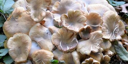 Fungo medicinale della tradizione cinese: Propriet&agrave; antibatteriche e antitumorali