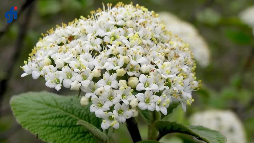 Integratori alimentari a base di gemme di V. Lantana