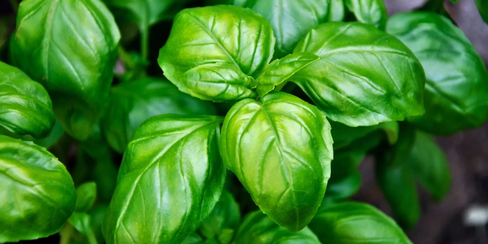 Basil Extract Improves Sleep in Menopause Gruppo FarmaImpresa