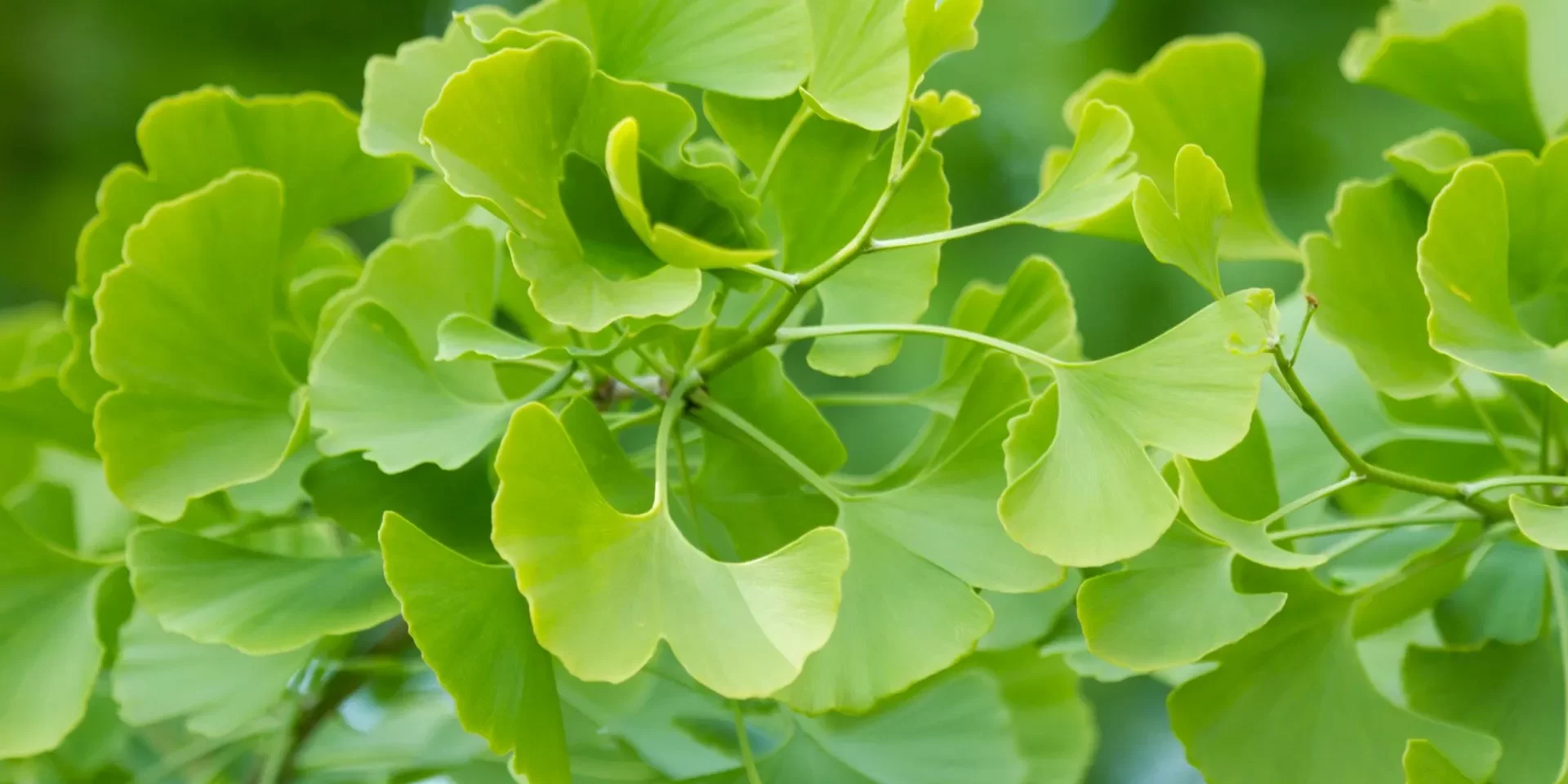 Ginkgo-Biloba-Proprietà-e-Benefici-per-la-Salute