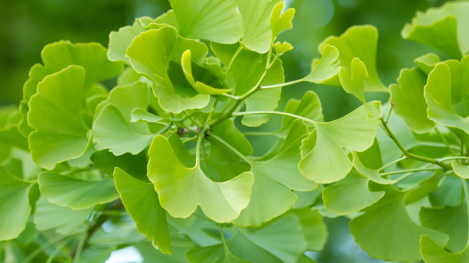 Ginkgo Biloba Properties and Health Benefits Gruppo FarmaImpresa