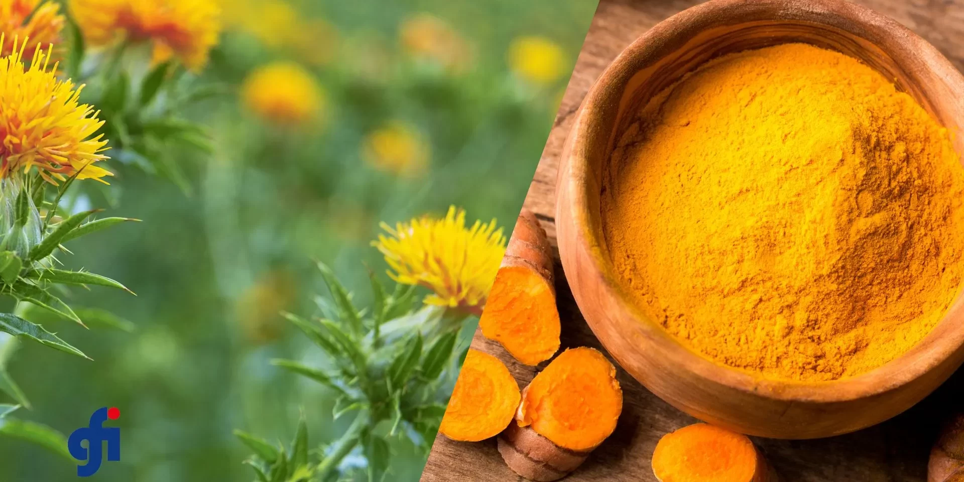 Curcuma-and-Safflower-Anti-inflammatory-and-Immune-Effects