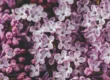 Malva sylvestris flowers, the herbal remedy studied for chemotherapy-induced oral mucositis