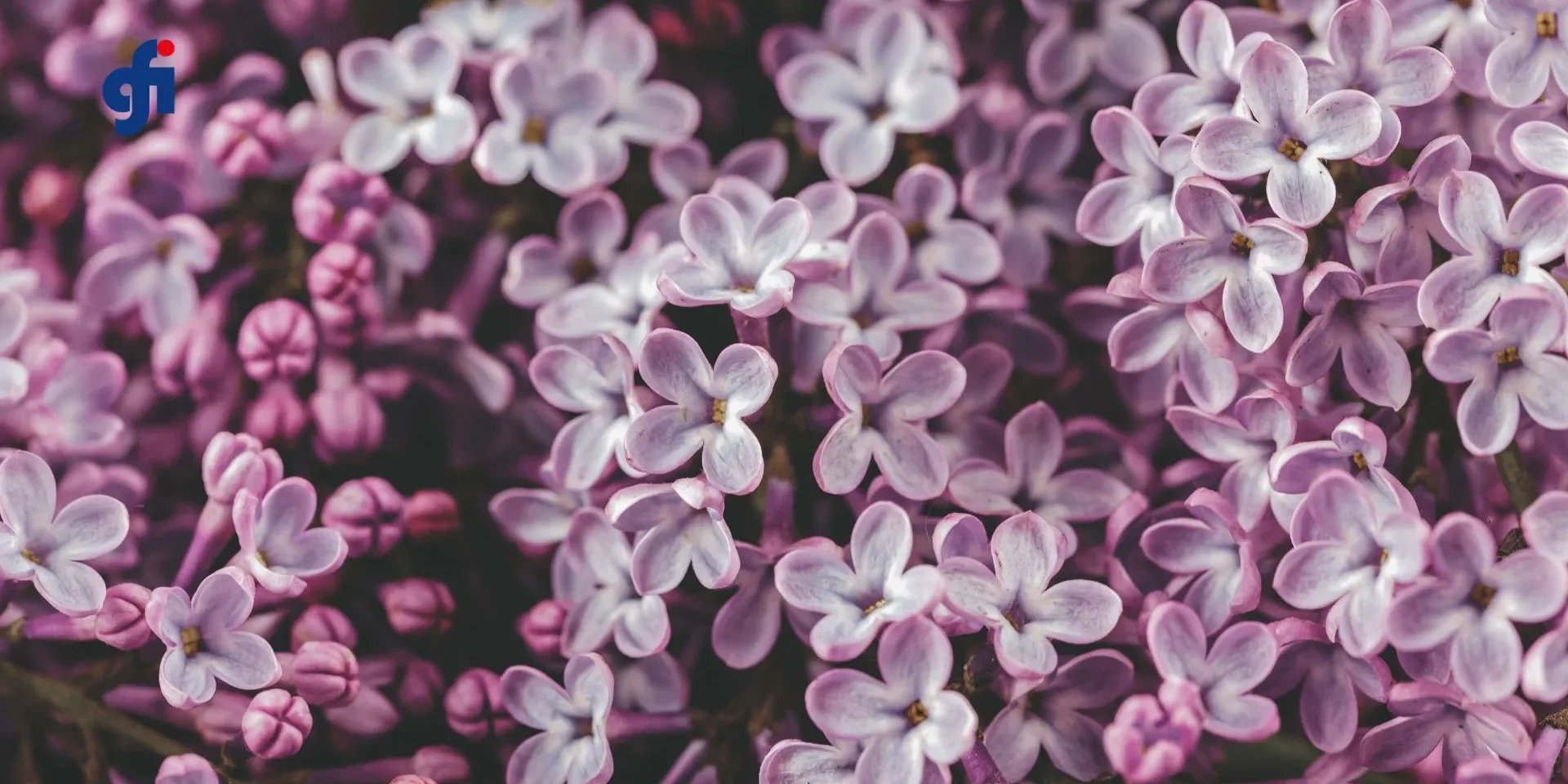Malva sylvestris flowers, the herbal remedy studied for chemotherapy-induced oral mucositis
