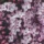 Malva sylvestris flowers, the herbal remedy studied for chemotherapy-induced oral mucositis