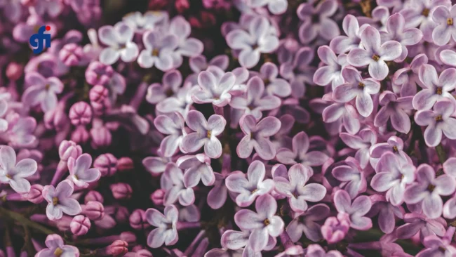 Malva sylvestris flowers, the herbal remedy studied for chemotherapy-induced oral mucositis